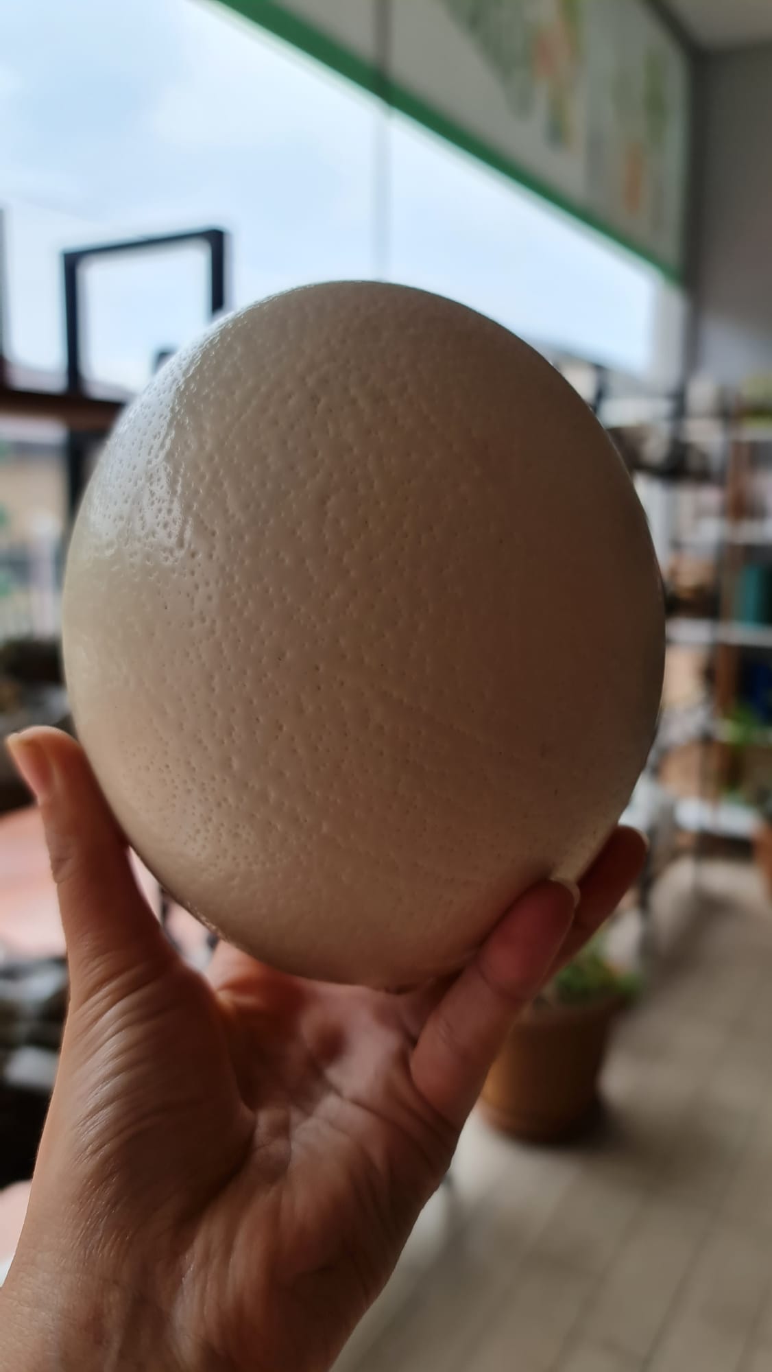 Devekuşu yumurtası hangi haşerelere etki eder