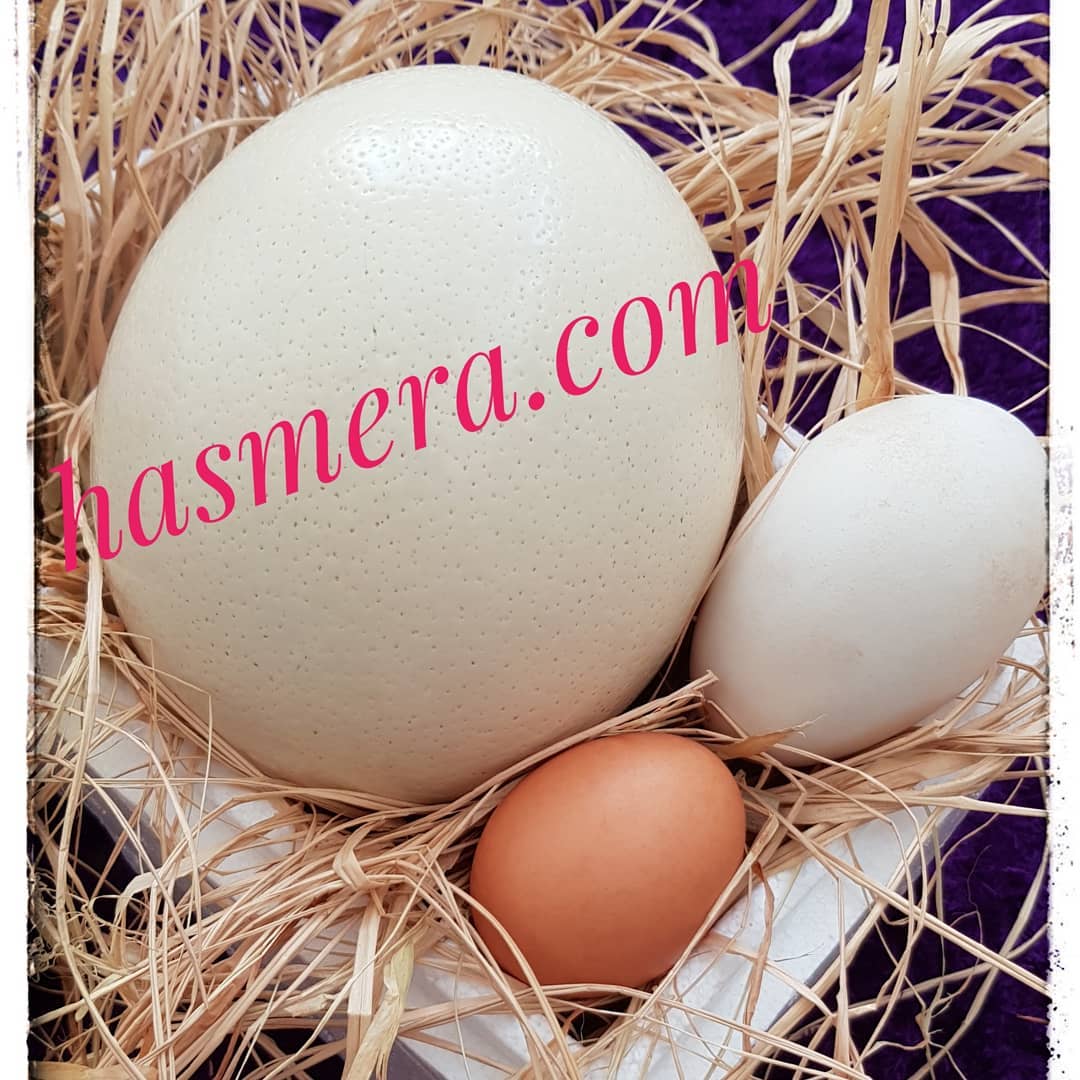 Taze%20Devekuşu%20Yumurtası