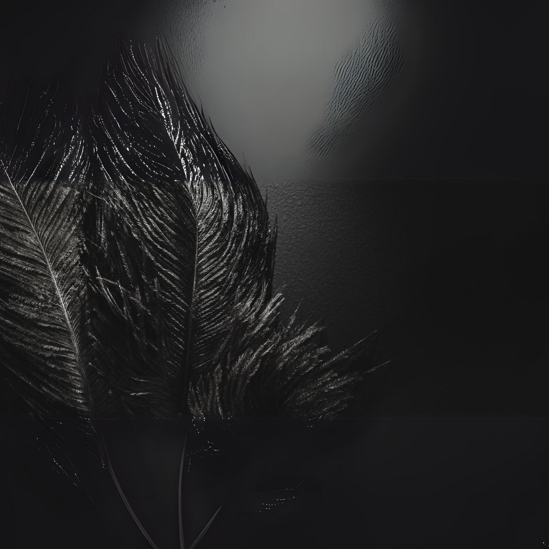 Siyah%20Deve%20kuşu%20Tüyü