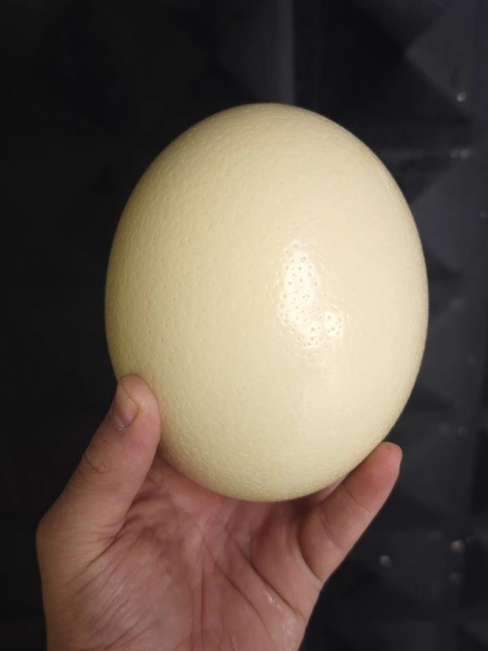 Spider%20Repellent%20Ostrich%20Egg