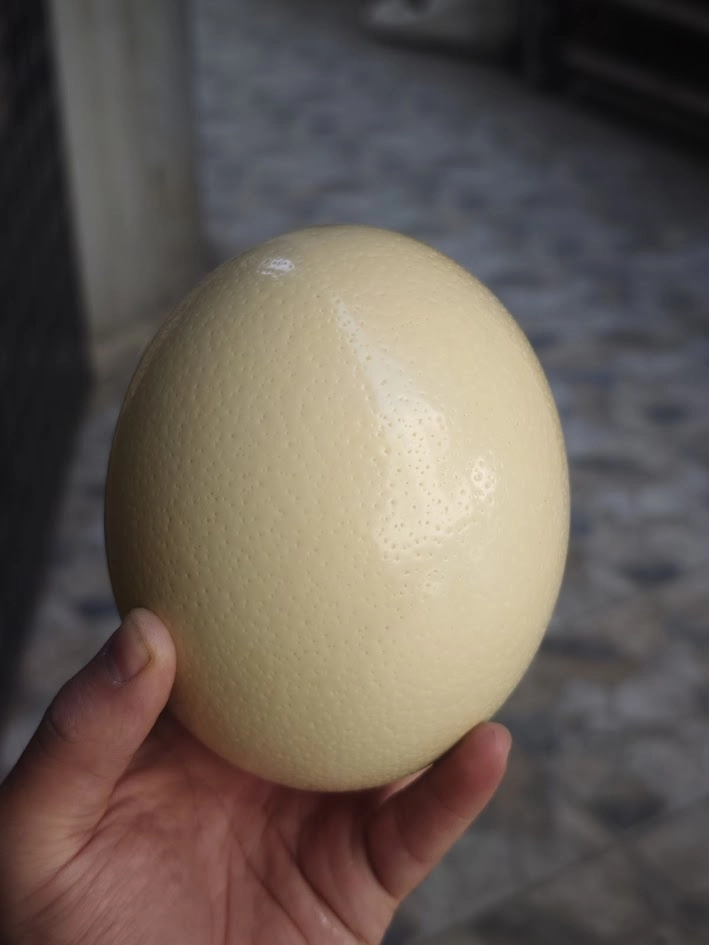 Spider%20Repellent%20Ostrich%20Egg
